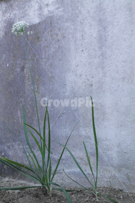 꽃,시멘트,풀,흙,들꽃,식물,자연,plants,nature
