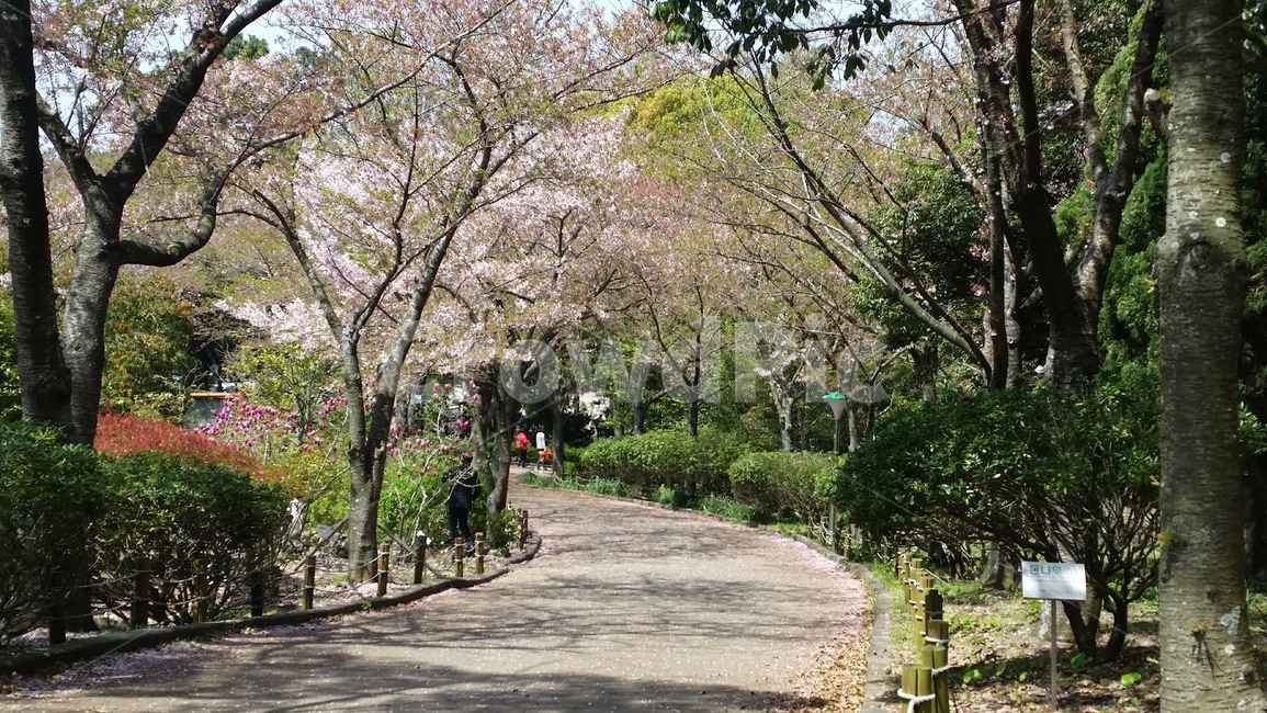 공원,나무,벚꽃,자연,풍경,park,tree,nature,landscape,scenery,cherryblossoms