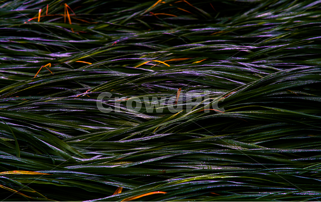 갈대,강풍,비바람,자연,식물,식물,자연,plants,nature,텍스처,질감,패턴,texture,pattern
