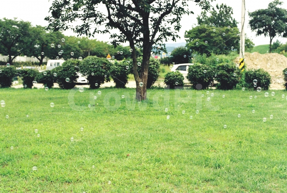 비눗방울,잔디,잔디밭,초록,자연,풍경,휴식,힐링,nature,landscape,green,rest,relaxation,healing,filmphotography,감성,식물,자연,plants,nature,나무,trees,wood,감성,sensible,feeling