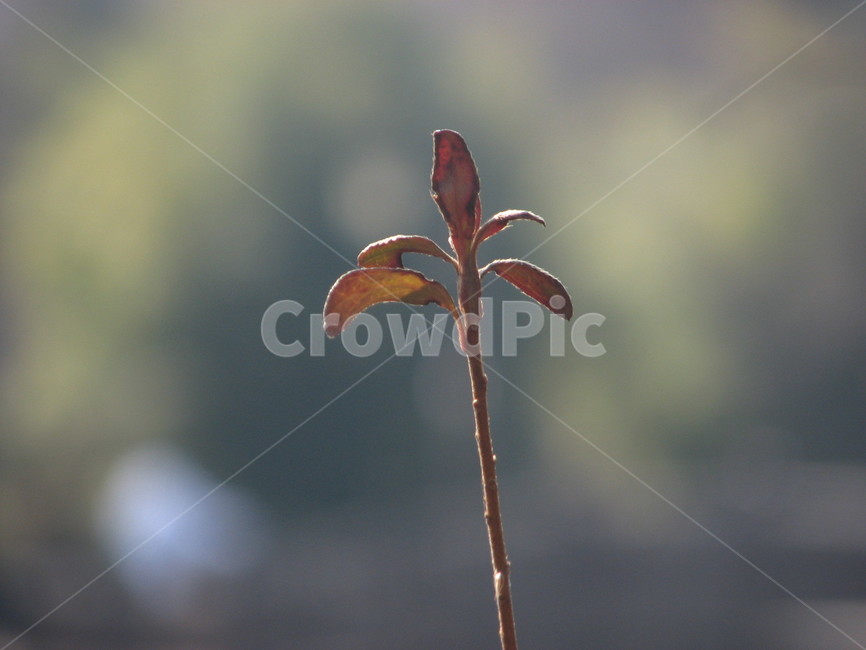 plant,식물,갈대,꽃,plwer