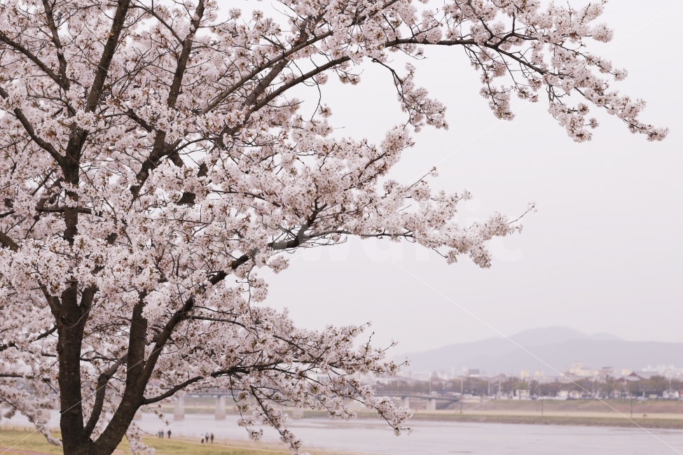 벚꽃,벚꽃나무,벚꽃놀이,벚꽃축제,나무,꽃,여행,경주,진해,봄,사람,수도산,핑크,3월,4월,계절,springseason,자연,풍경,naturelandscape,자연풍경,한국,koreanaturelandscape,사람들,대중,군중,otherpeoplecrowd,축제,행사,festivalcarnivalevent,식물,자연,plants,nature,봄,계절,spring,season,꽃,flower,plant,blossom,cherry blossom