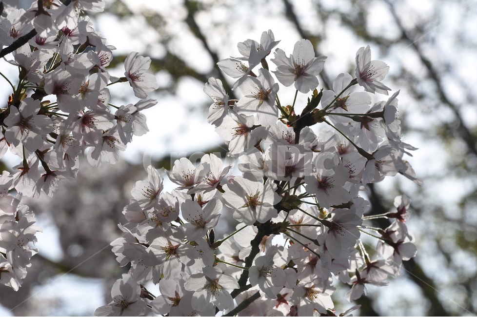 벚꽃,꽃,꽃사진,하얀꽃,flower,flowerphoto,봄,계절,spring,season,식물,자연,plants,nature,꽃,flower,plant,blossom