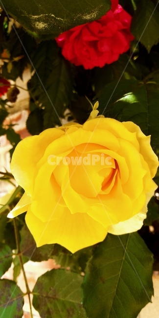 노란장미,봄,접사,싱싱함,화려함,식물,자연,plants,nature,꽃,flower