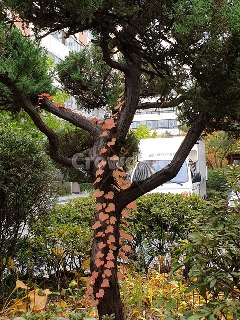 담쟁이,나무담쟁이,가을담쟁이,단풍담쟁이,담쟁이덩쿨