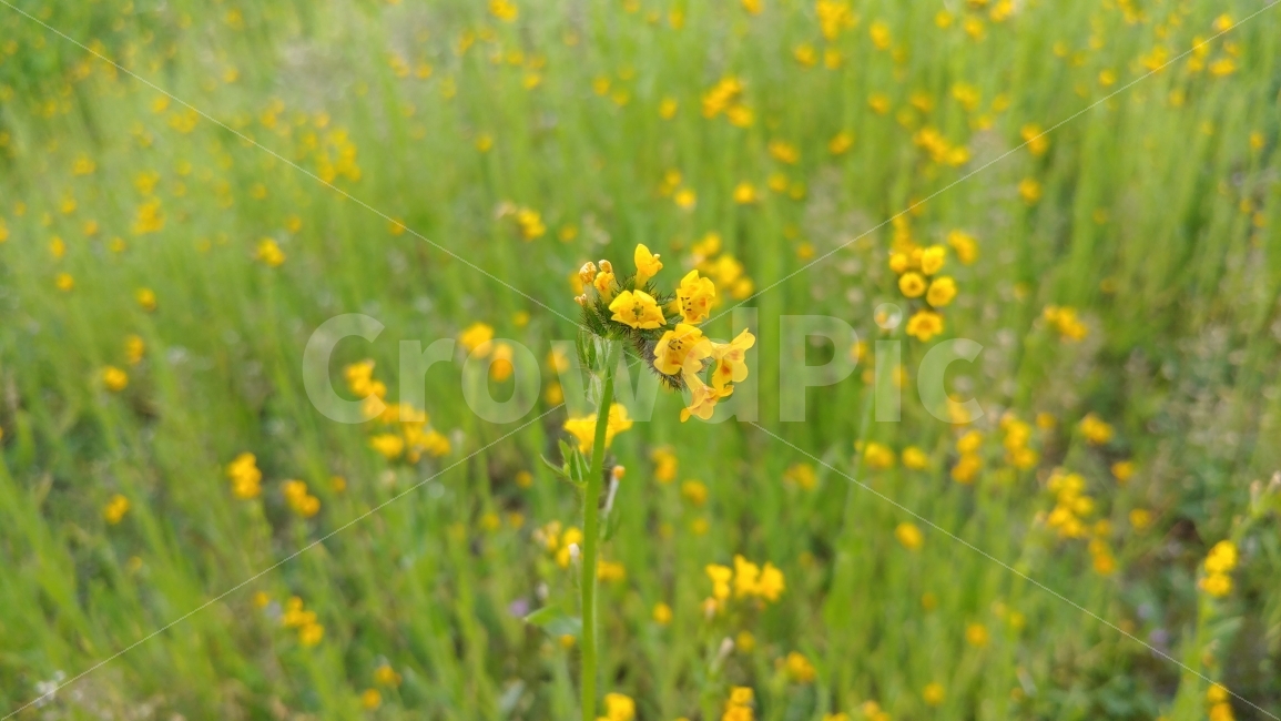 미국,남가주,봄동산,야생화,산책,켈리포니아,springprairie,wildflower,hiking,southernCalifornia,식물,자연,plants,nature,꽃,flower