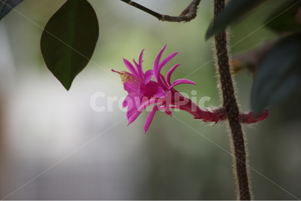 쥐꼬리선인장,선인장,꽃,온실,rattailcactus