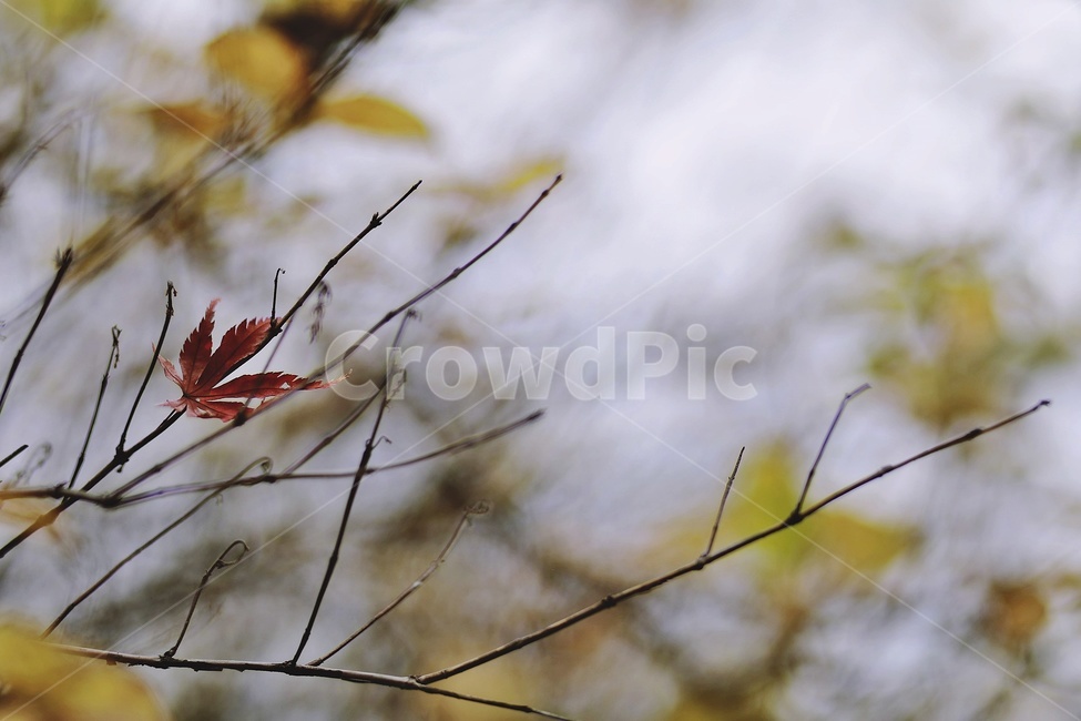 단풍,가을,공원,나뭇가지,maple,fall,park,tree,가을,계절,fall,autumn,season,식물,자연,plants,nature,leaf,잎,plant