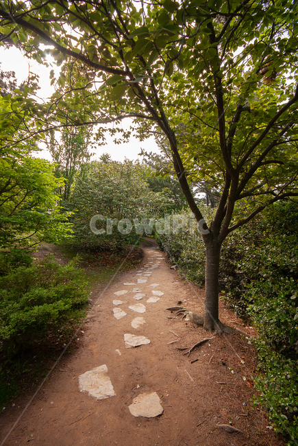 ground,바닥,tree,나무,plant,식물,태안,태안반도,서해,바다,숲,숲속,신비