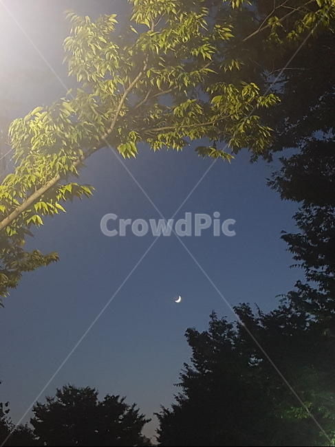 달,초승달,moon,저녁하늘,나무,저녁,빛,light,뉴문,newmoon,tree,sky,하늘,야경,밤,풍경,nightscape,night,landscape,flare,플레어