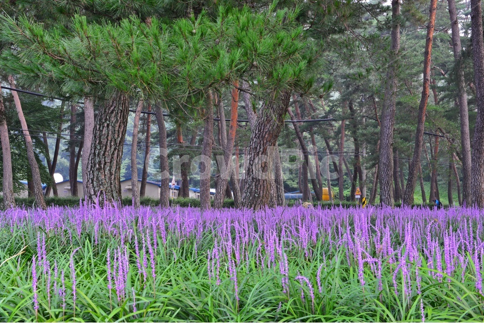 상주,맥문동,솔숲,소나무밭,소나무,맥문동솔숲,상주맥문동,상주솔숲,상주맥문동솔숲,맥문동꽃,안개,아침,flower,blossom,꽃,plant,식물,tree,나무,자연,풍경,nature,landscape,식물,plants,꽃,flower,나무,trees,wood