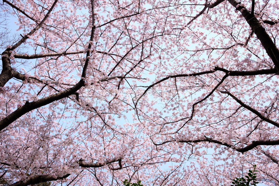 벚꽃,봄,꽃,나무,자연,풍경,봄,계절,spring,season,식물,자연,plants,nature,꽃,flower,plant,cherry blossom,blossom