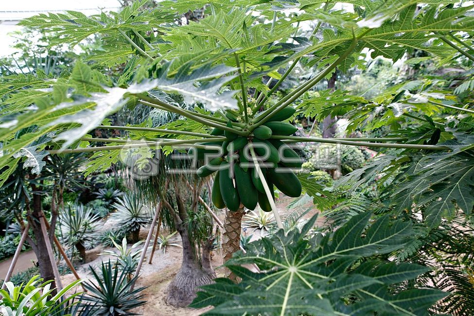 파파야,파파야나무,파파야열매,열대과일,과일,열매,먹거리,음식,송이,과실,식물원,온실,실내,나뭇잎,잎,식물,자연,열대식물,식물,자연,plants,nature