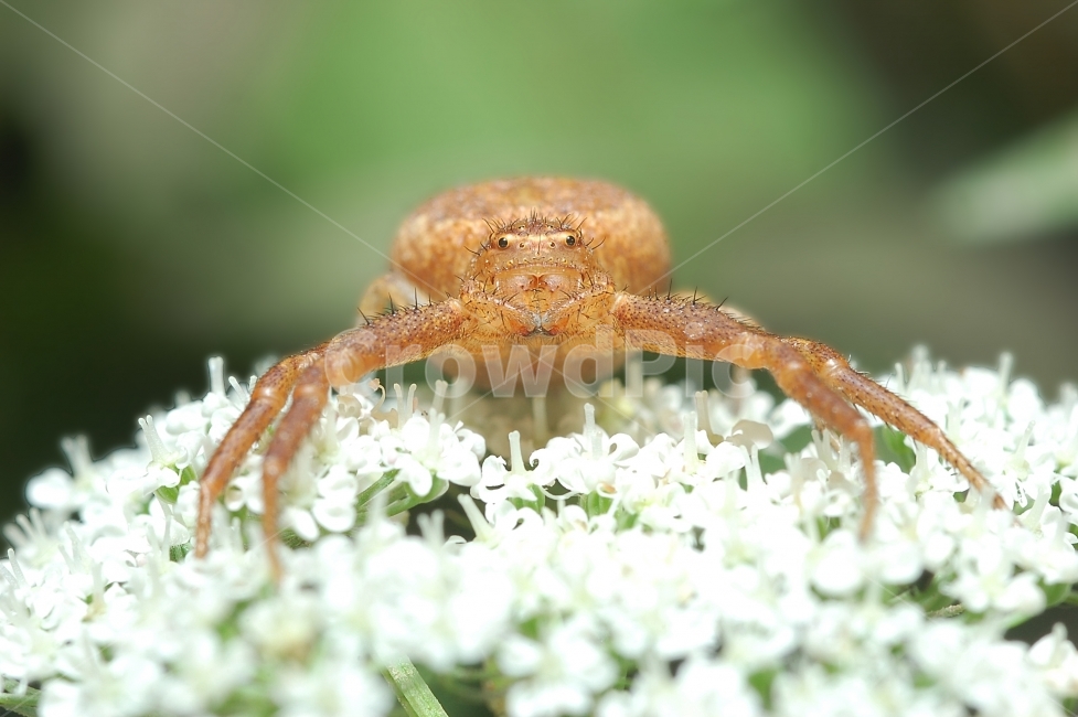 자연,접사,매크로,마이크로,곤충,Nature,closeup,macro,micro,insects,거미,식물,자연,plants,nature,꽃,flower,동물,animal,곤충,벌레,insect,bug