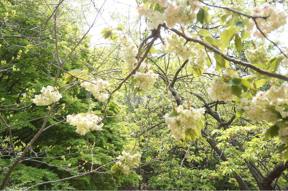 청벚꽃,꽃,봄,맑음,풍경,봄,계절,spring,season,식물,자연,plants,nature,꽃,flower,bush,부시,vegetation,초목,plant