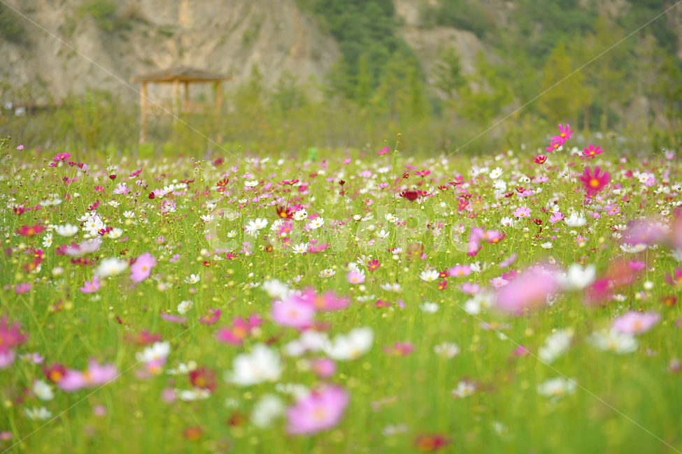 코스모스,가을,자연,풍경,flower,autumn