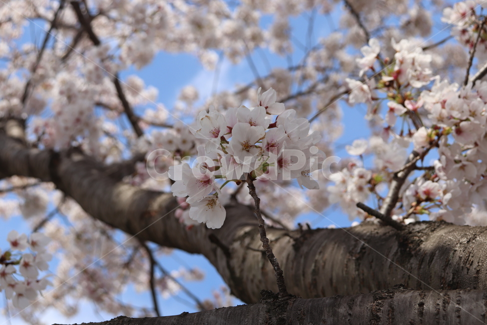 꽃,벚꽃,나무,식물,접사,꽃나무,봄,계절,spring,season,식물,자연,plants,nature,꽃,flower,plant,blossom