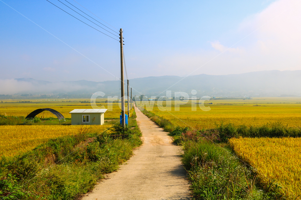 풍경,가을,감성,노랑,행복,가을,계절,fall,autumn,season,시골,마을,풍경,landscape,country,rural,town,산업,industry,industrial,농업,농사,agriculture,farming,farming industry,nature,자연,outdoors,옥외