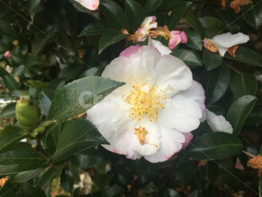 동백,꽃,흰동백,식물,백동백,camelliajaponica