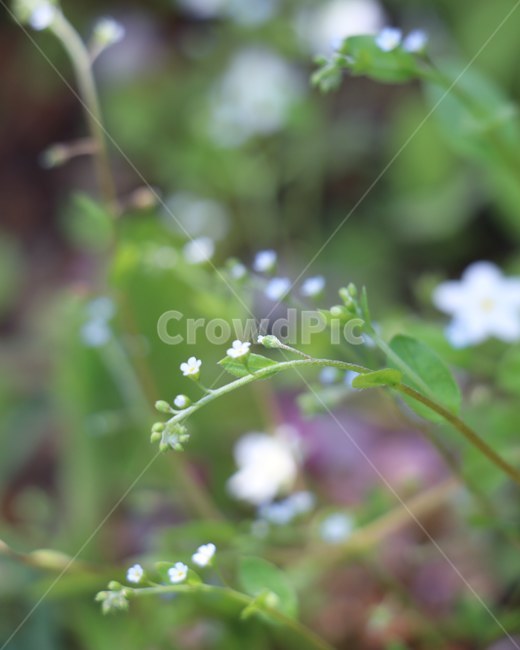 spring,perennial grass,field,flower bed,grass,flower beetle,long,small flower