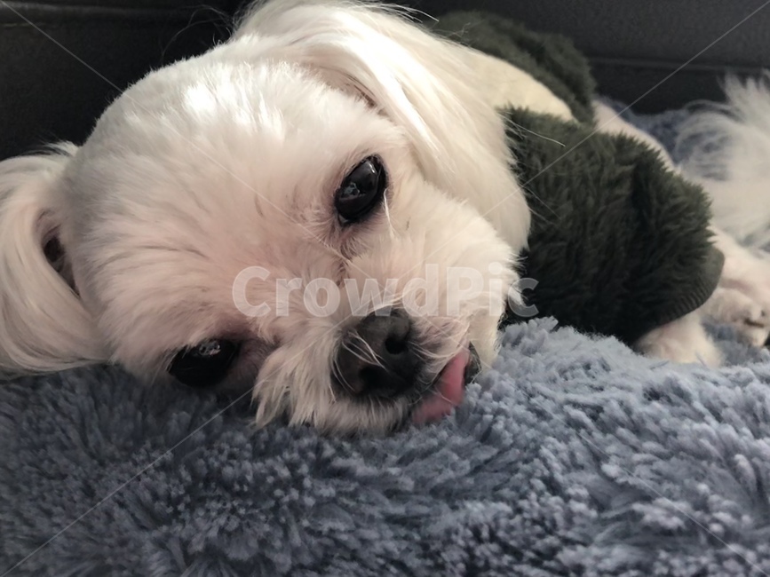 반려동물,강아지,반려견,동물,말티즈,동물,animal,포유류,mammal,개,강아지,dog,doggy