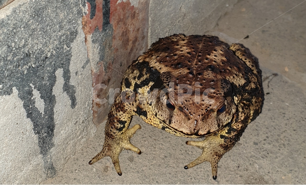 animal,두꺼비,야생동물,wildlife,toad,파충류