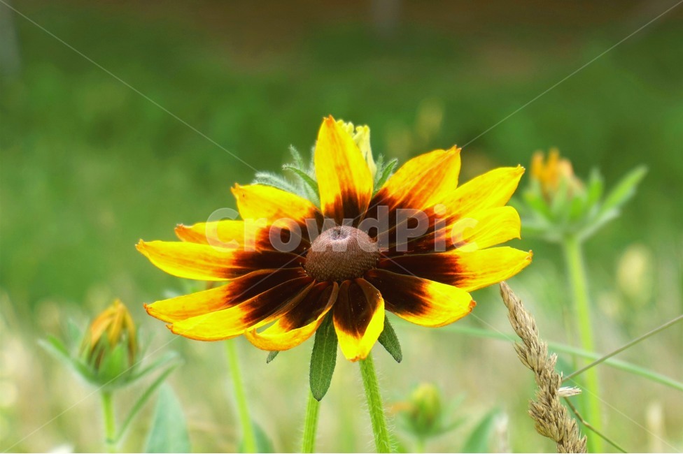 들꽃,꽃,산책,산책로,자연,wildflowers,flower,nature,trail,식물,자연,plants,nature,꽃,flower