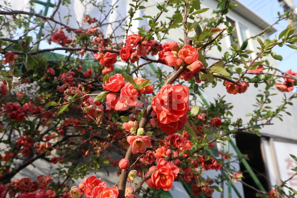 봄꽃,꽃,꽃나무,붉은꽃,빨강,빨간색,명자꽃,봄,계절,spring,season,식물,자연,plants,nature,꽃,flower,plant