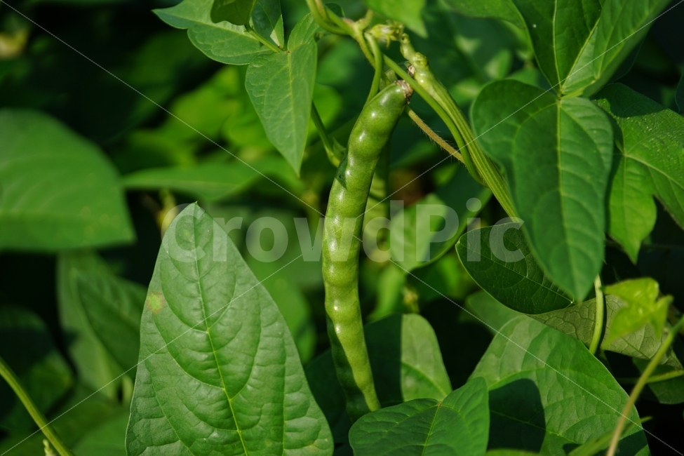 동부콩,완두콩,콩,식물,자연,이파리,여름,식재료,요리재료,식자재,nature,summer,green,녹색,줄기,접사,콩꽃,꽃사진,플라워,flower,농작물,농산물,농촌,시골,재배,수확,농업,country,macro,신비,감성,감성사진,힐링,힐링사진,콩밭,스냅,스냅사진,스넵,스넵사진,snap,bean,soya,pea,야채,채소,vegetable,farm,farmer,한국의자연,한국자연,한국풍경,음식,식재료,요리,food,cook,meal,dishes,food reserves,콩류,견과류,beans,pulse,nuts,dry fruits