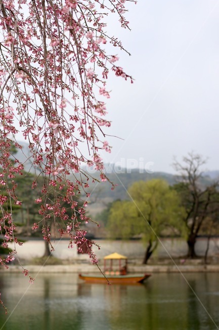 봄,호수,나무,배,꽃,식물,자연,plants,nature,꽃,flower