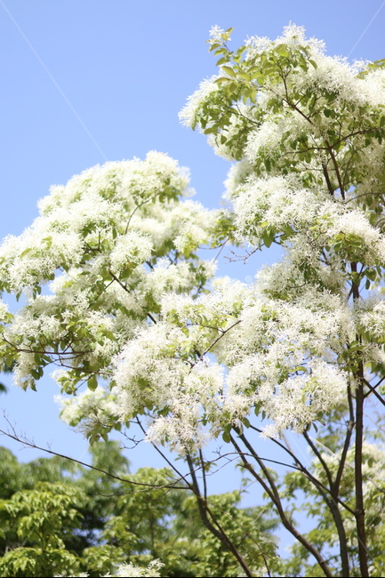 이팝나무꽃,흰색,봄,파랑하늘,맑음,식물,자연,plants,nature,꽃,flower