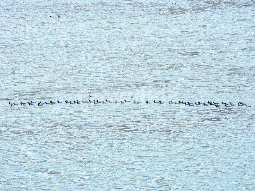 동물,새,겨울,철새,풍경,동물,animal,조류,새,birds
