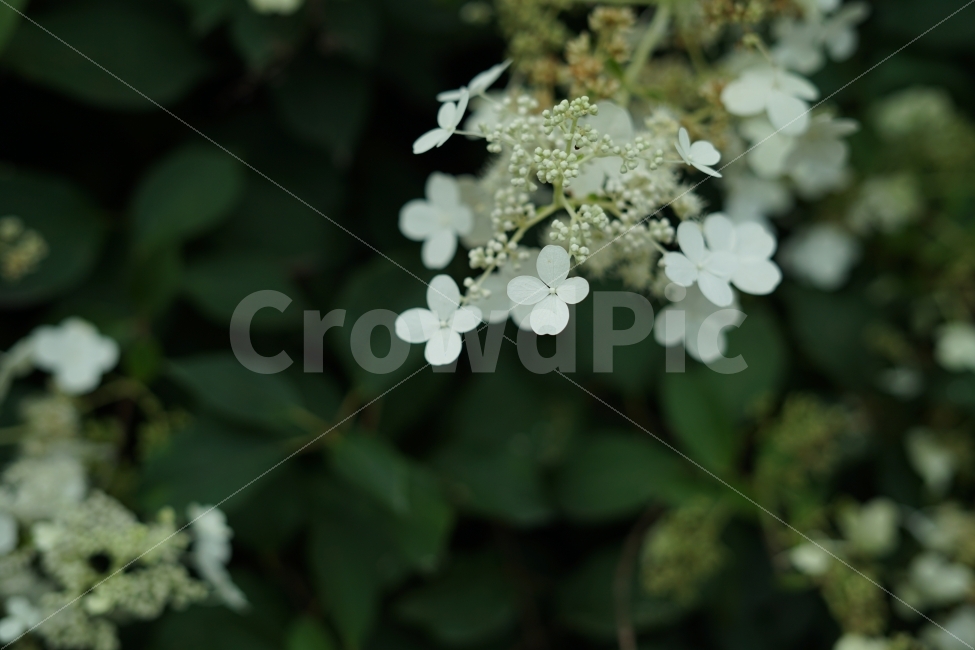 자연,꽃,흰색,숲,공원,식물,자연,plants,nature,꽃,flower