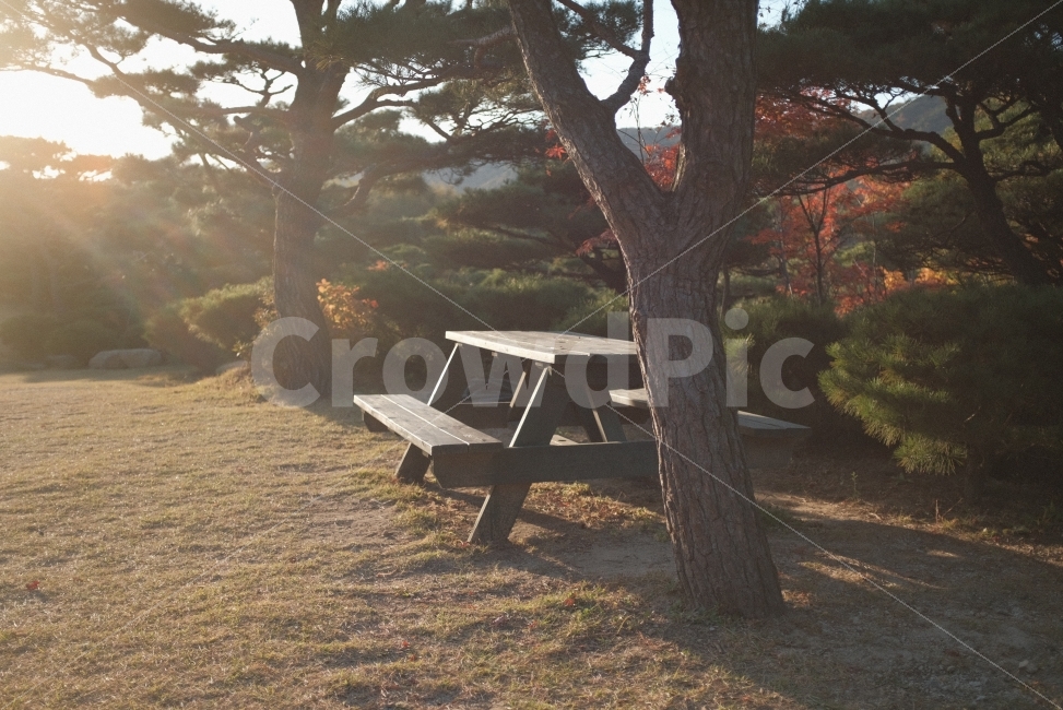 가을,풍경,감성,의자,나무,가을,계절,fall,autumn,season,휴식,힐링,rest,relaxation,healing,tree,plant,식물,tree trunk,나무 줄기,furniture,가구