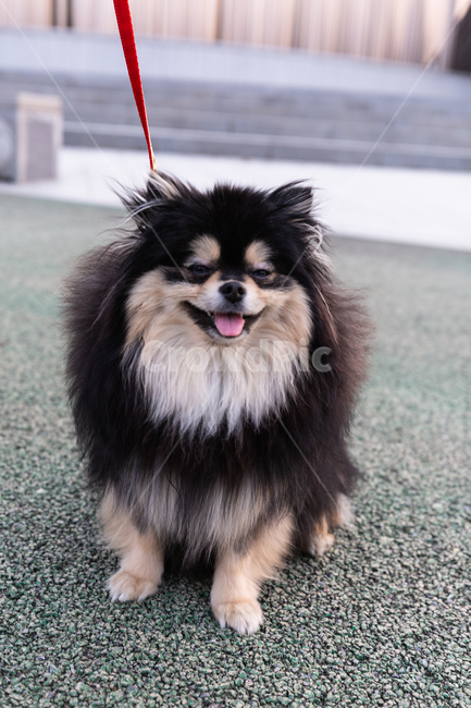 Pomeranian,black tan,form,puppy,Gangjwi,pomeranian,cuteness,animal,Dog,dog,pet dog,walk