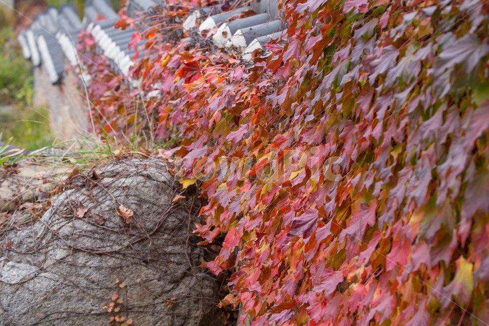 자연,가을,autumn,nature,한국,plant,식물,잎,leaf,tree,나무,식물,자연,plants,nature