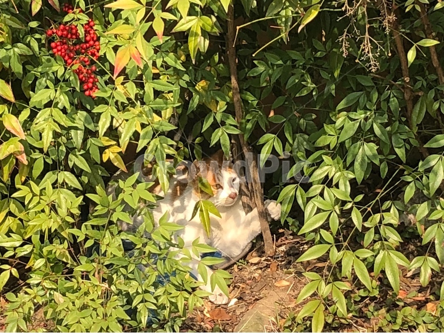 길고양이,나무,고양이,낮잠,풀