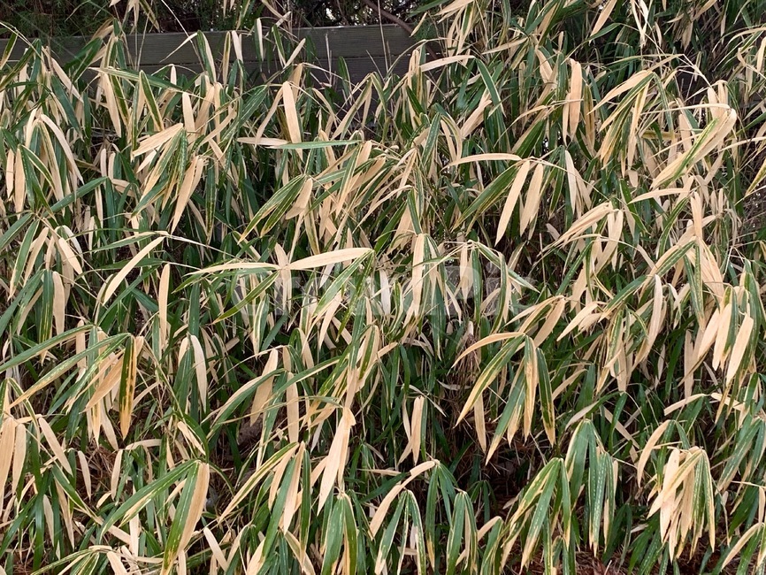 자연,풀,식물,잎,꽃,식물,자연,plants,nature
