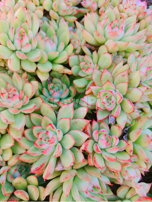 bush,부시,vegetation,초목,plant,식물,다육,다육이,다육식물,선인장,화분,관상식물,화초,가드닝,gardening,plants,nature,green,greenery,반려식물,식물,자연,plants,nature