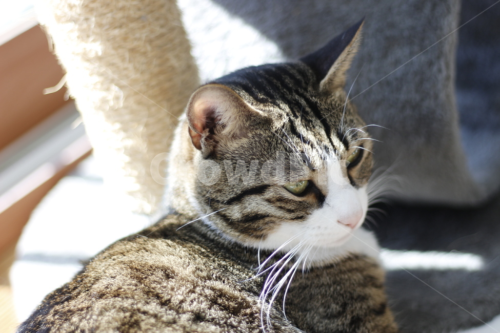 고양이,반려동물,반려묘,동물,길고양이,집사,애완동물,cat,pet,kitten,animal,동물,animal,고양이,cat,kitten,kitty