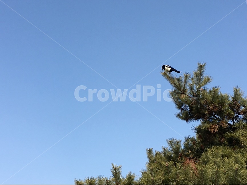 하늘,새,나무,풍경,자연풍경,소나무,동물,animal,조류,새,birds