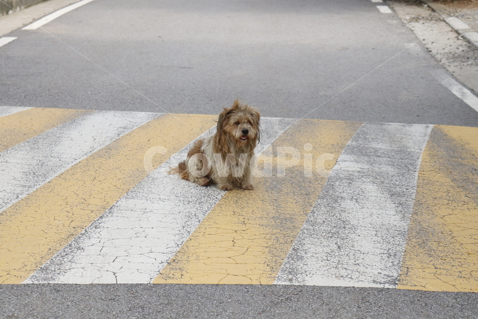 puppy,countryside,street dog,Street,animal,Emotion,dog