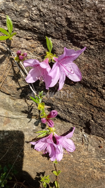 식물,꽃,plant,flower,봄꽃,나무,철쭉