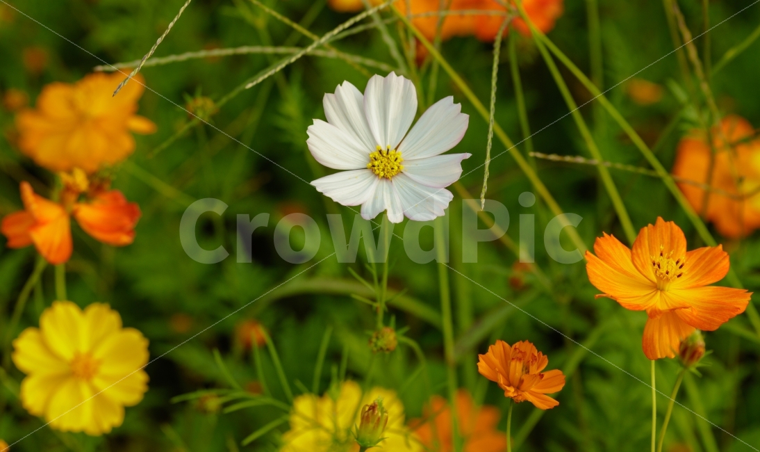 꽃,코스모스,자연,flower,감성,가을,계절,fall,autumn,season,식물,자연,plants,nature,꽃,flower,plant,daisies,데이지,blossom,daisy