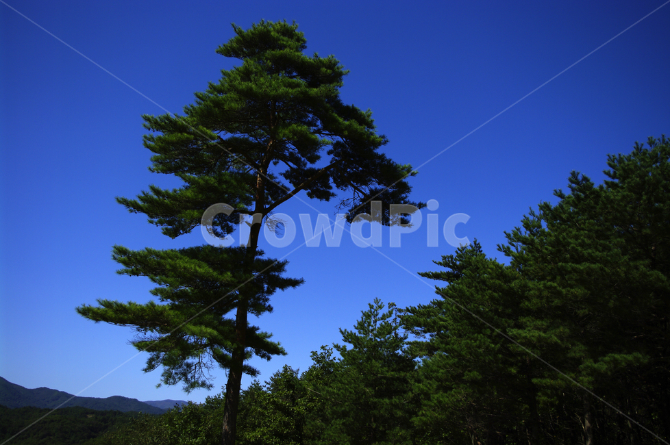나무,하늘,소나무,파란,color,자연,풍경,nature,landscape,tree,plant,식물,fir,전나무