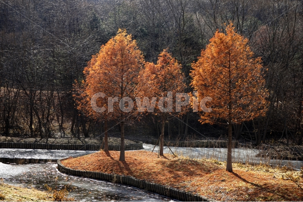겨울,공원,나무,빛,그림자,얼음,추위,winter,park,season,cold,감성,난지천공원,마포,trees,woods,branch,leafless,가을,계절,fall,autumn,season,자연,풍경,nature,landscape,tree,plant,식물