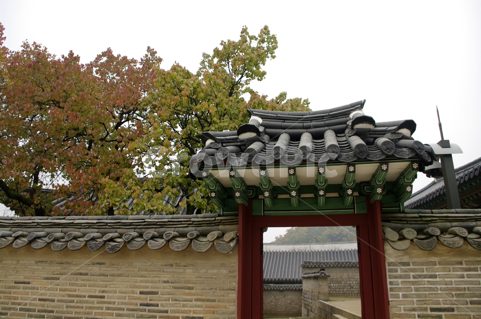 창덕궁,고궁,건축,전통건축,traditional,전통,단청,기와지붕,가을,fall,나무,식물,plant,단풍,가을,계절,fall,autumn,season,한국전통,한국문화,korean traditional,korean culture,건축물,건물외관,exterior,building,structure,architecture,construction