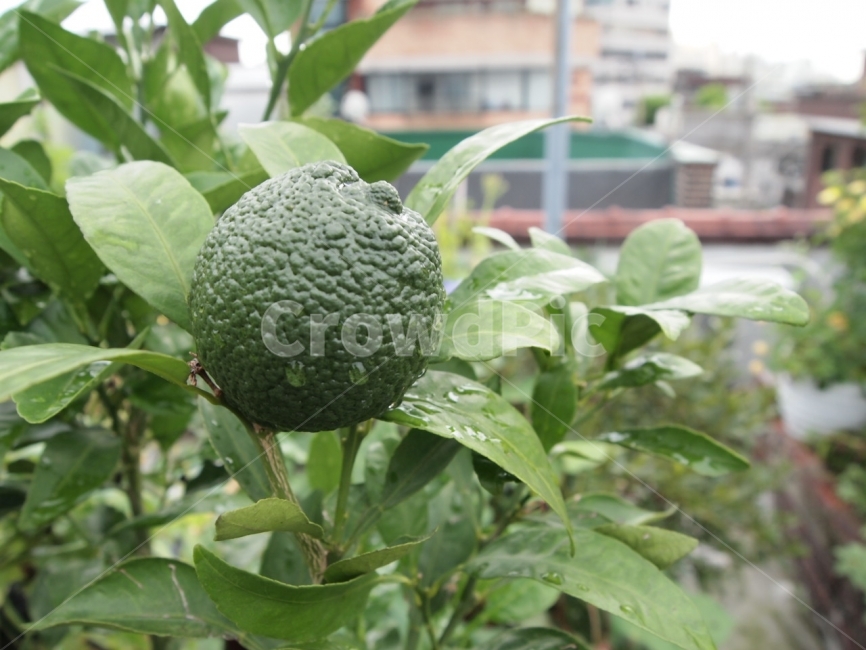 오렌지,열매,수확,과일,덜익은,식물,자연,plants,nature,과일,열매,fruit