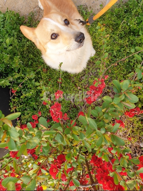 매화,홍매화,풀,강아지,웰시코기,동물,animal,포유류,mammal,개,강아지,dog,doggy