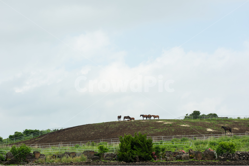 제주도,동산,언덕,말,자연,하늘,푸른,차분한,조용한,시골,구름,자연,풍경,nature,landscape,한국자연풍경,한국자연경관,korea nature landscape,제주도,jeju,jeju island,outdoors,옥외,grassland,목초지,field,들